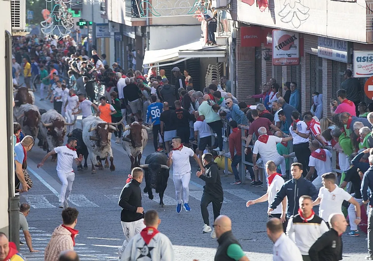 Un «peligroso» tercer encierro de Cuéllar (Segovia) deja un jinete y varios caballos heridos