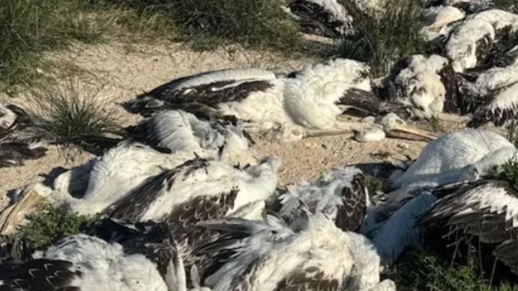 Mystery surrounds mass death of hundreds of pelicans at significant and remote NSW wetland, bird flu ruled out