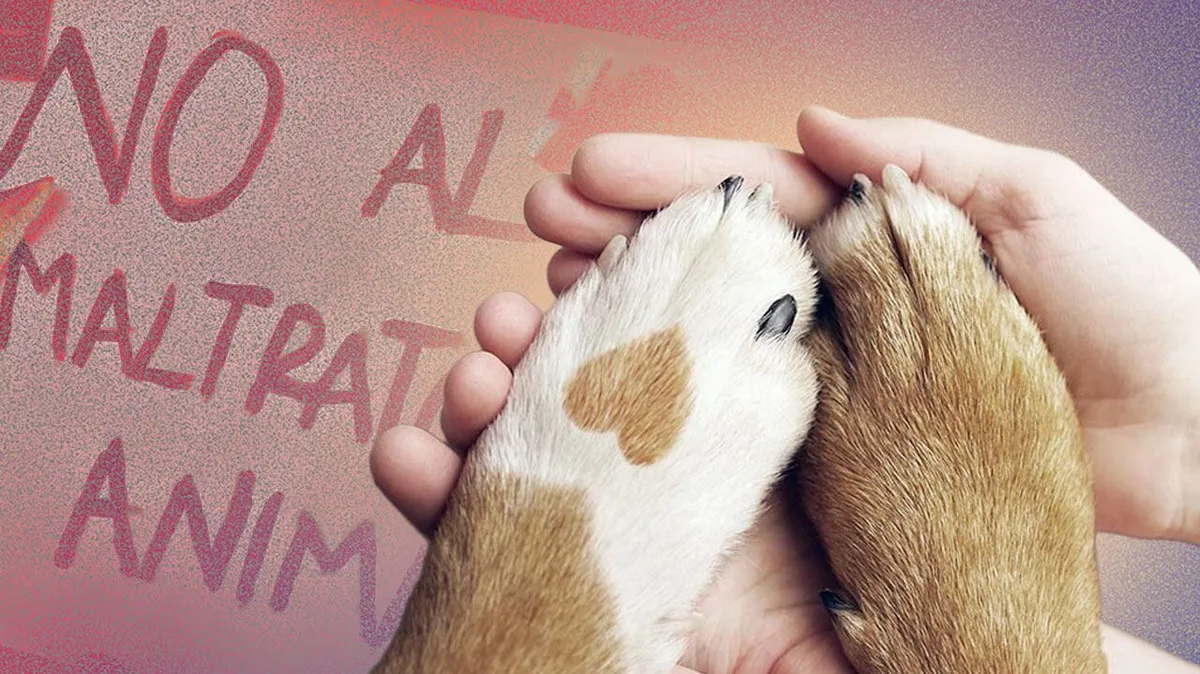 Maltrato animal en Cartagena: video muestra a sujetos pateando a un perro callejero y crecen pedidos de sanción bajo la Ley Ángel