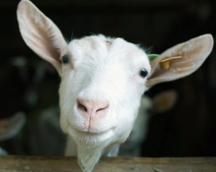 Can you solve it? A new goat for puzzledom’s GOAT