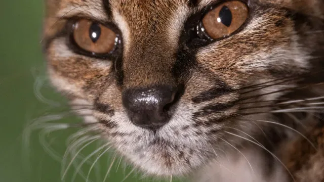 "Estranho". Novo felino foi descoberto em estrada da Bolívia: O que sabe?