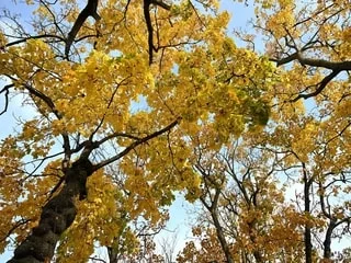 Météo : l’automne est-il vraiment installé en France ?