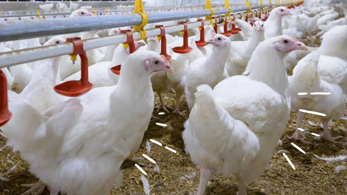 Ingham’s boss gives stark chicken price warning as H5 bird flu crisis spreads