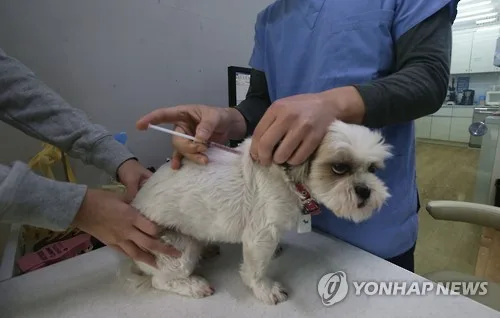울산 북구, 반려견·사육견 500마리에 광견병 무료 접종