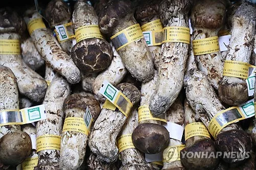 양양 송이 ㎏당 171만원 돌파 …역대가 경신으로 공판 마감