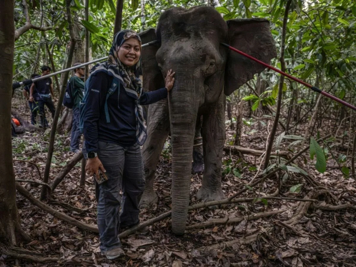 Bornéo: la femme qui murmurait à l'oreille des éléphants