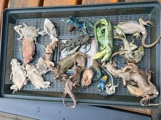 37 serpents venimeux vivants et 55 lézards trouvés dans une valise par la douane : « On n’avait encore jamais vu ça »