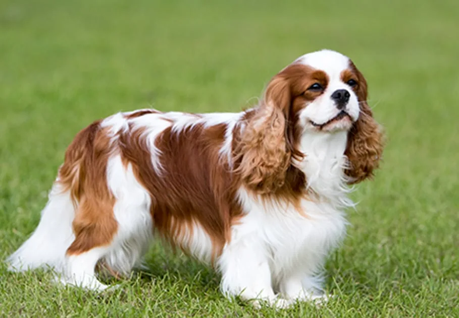 Cavalier King Charles Spaniel, el perro que nació de una obsesión, lleva el nombre de Carlos III y ahora incomoda a la Corona británica