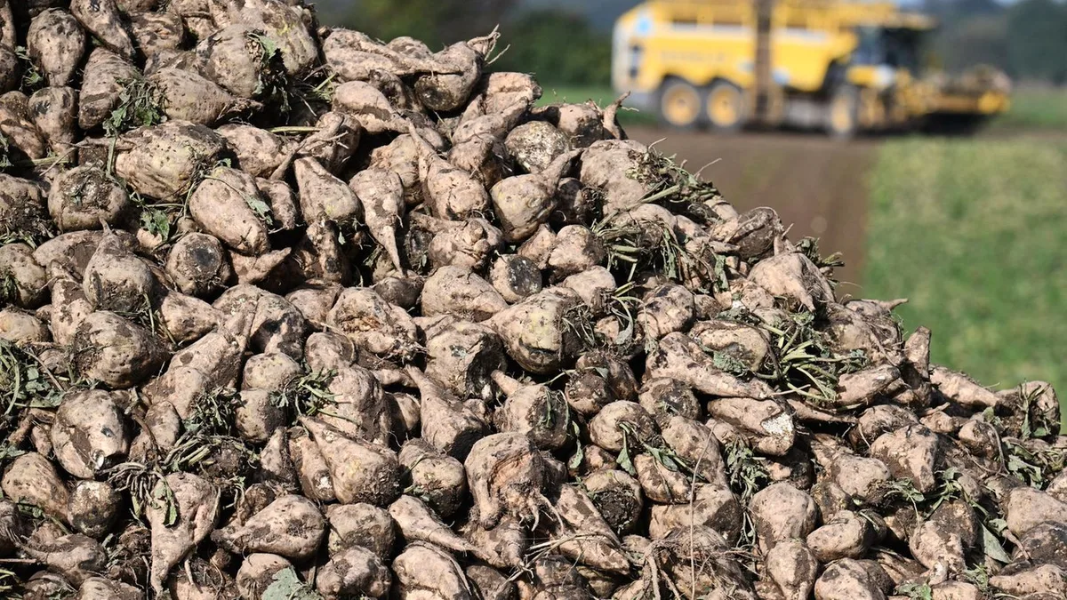 Landwirtschaft: Marmelade könnte teurer werden: Einbußen bei der Rübenernte