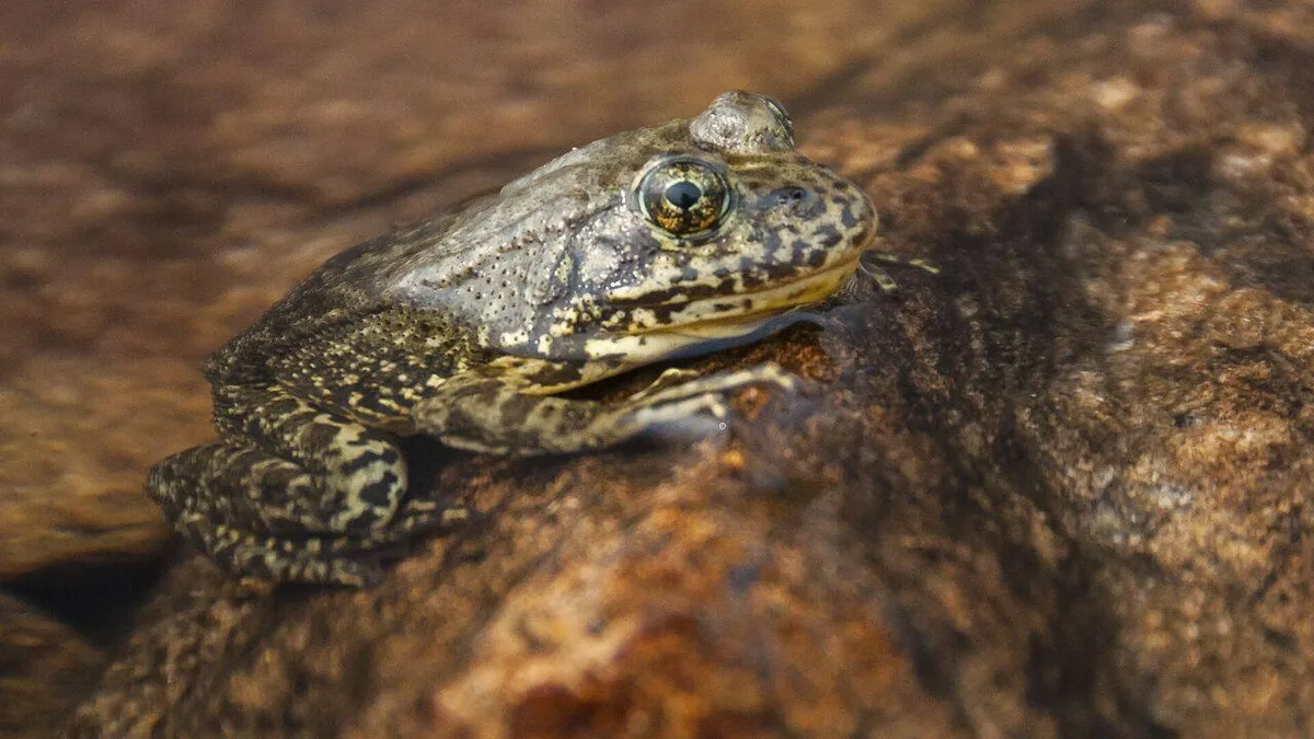 California releases more than 3,000 endangered mountain frogs into the wild