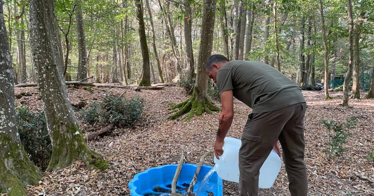 Biodiversité. Après les incendies, la faune de Fontainebleau face à une « triple peine »