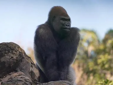 WATCH: New silverback takes the lead at Disney’s Animal Kingdom