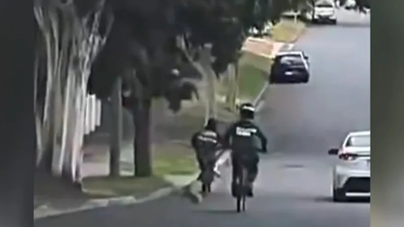 Koal hit by e-bike in Brisbane