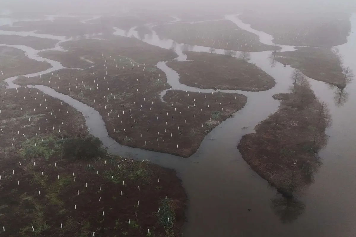 In 2026, volunteers began planting 30,000 trees to rebuild the wetland forest