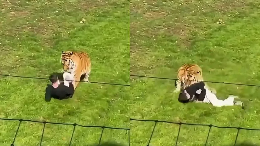Videos sensibles: Hombre saltó al recinto de un tigre en un zoológico de Inglaterra y todo terminó en tragedia