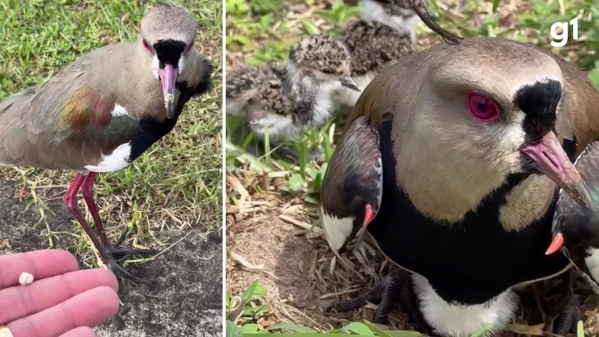 VÍDEO: Conhecido pela brabeza, quero-quero é alimentado na boca por amigo humano perto dos filhotes no RS (e não ataca)