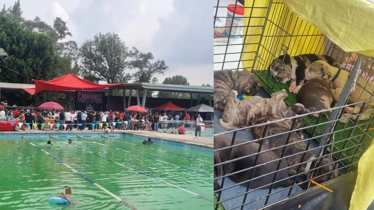 Clausuran balneario en San Juan de Aragón por irregularidades ambientales: vendía bebidas alcohólicas y animales de compañía