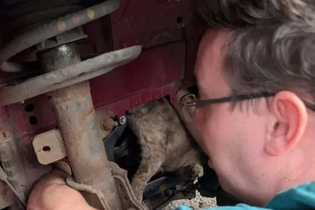 Cat rescued from car engine finally freed after eight-hour ordeal