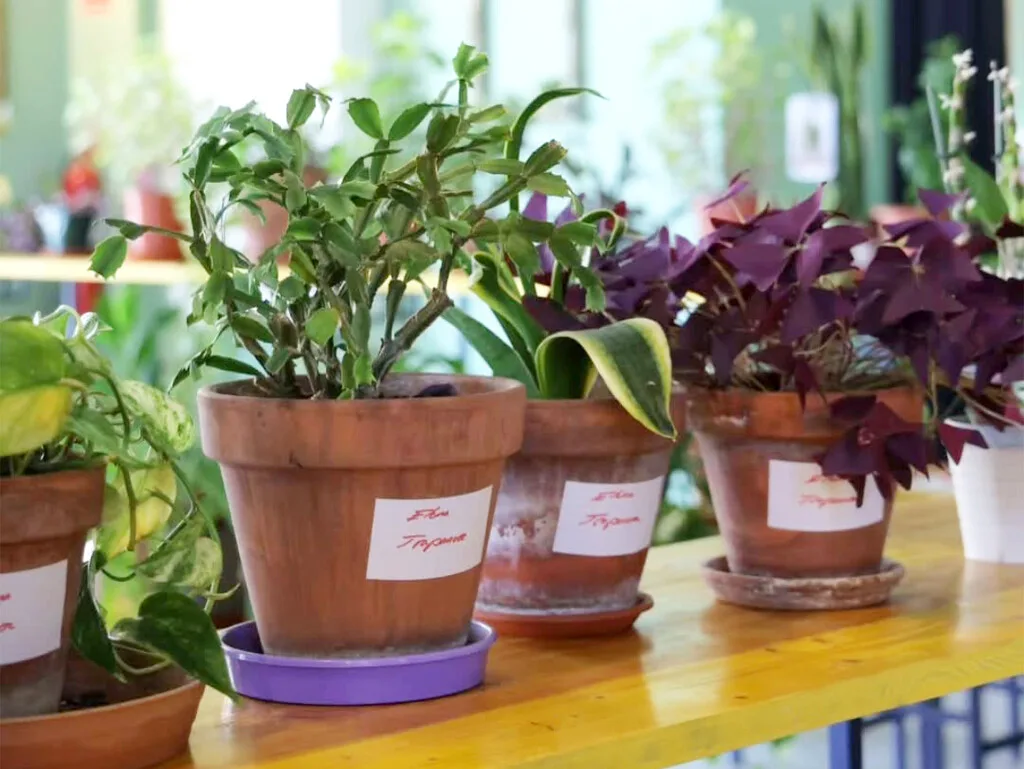 En Madrid ya hay guarderías de plantas para cuidártelas mientras te vas de vacaciones, y están totalmente saturadas