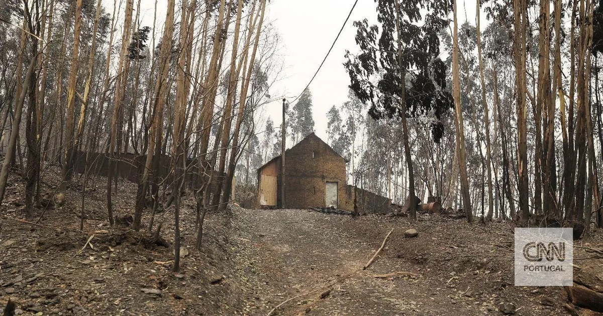 Incêndios: Queimas e queimadas na origem da maior parte dos fogos até 15 de agosto