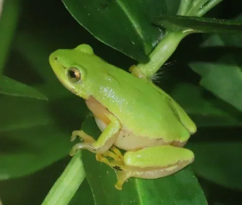 Endangered Pickersgill’s reed frog spotted in KZN
