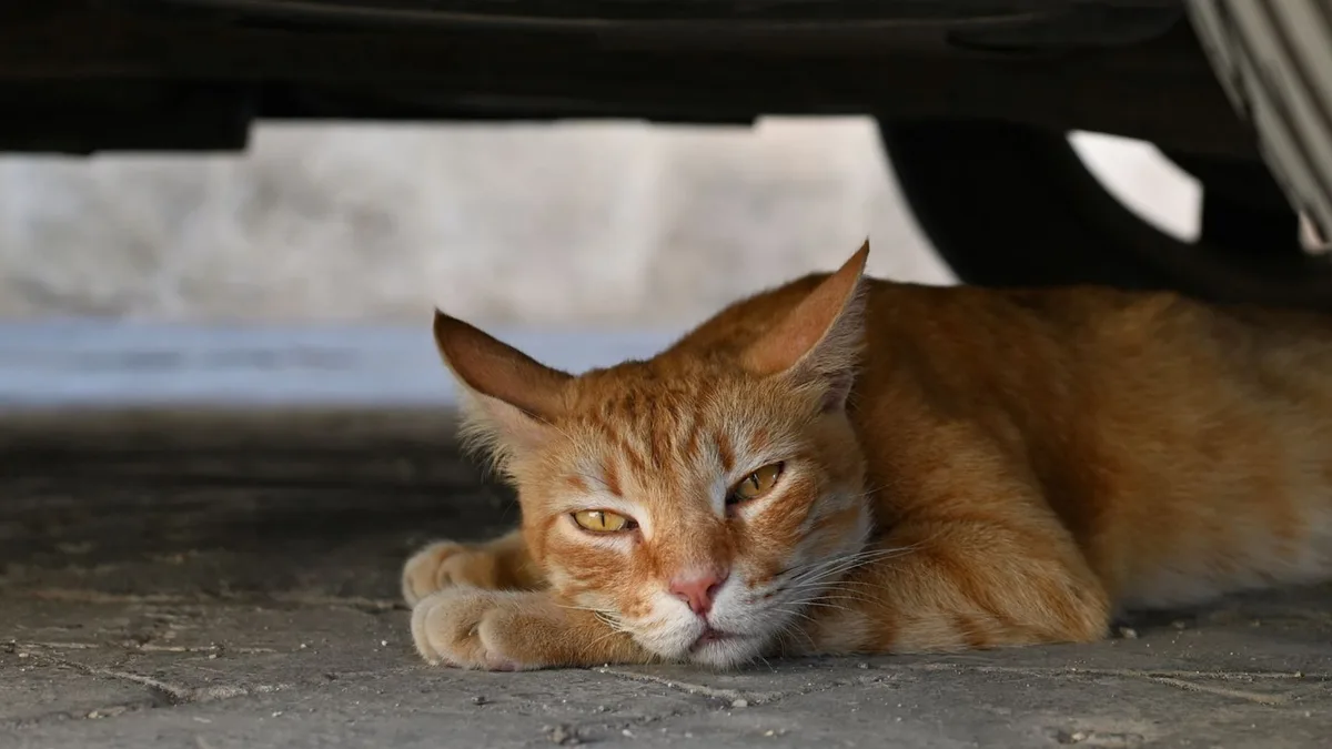 Los veterinarios recomiendan: desactivar los juguetes con sonido para los gatos es clave para reducir su estrés