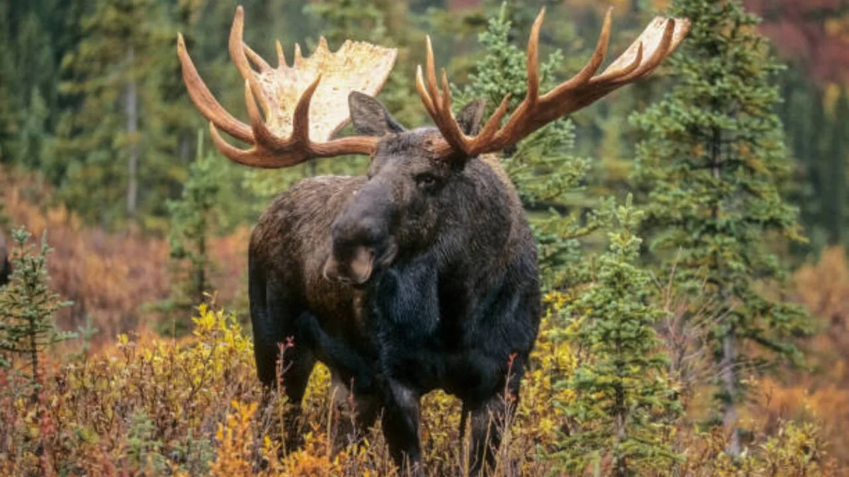 Newfoundland is on the verge of losing it's forests, all because of 11,000 moose who can't stop eating