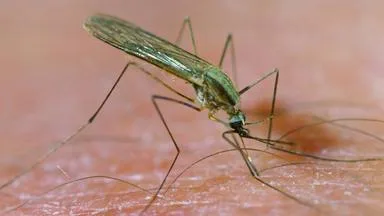 Malaria: Infektionsrisiko, Symptome und Prophylaxe