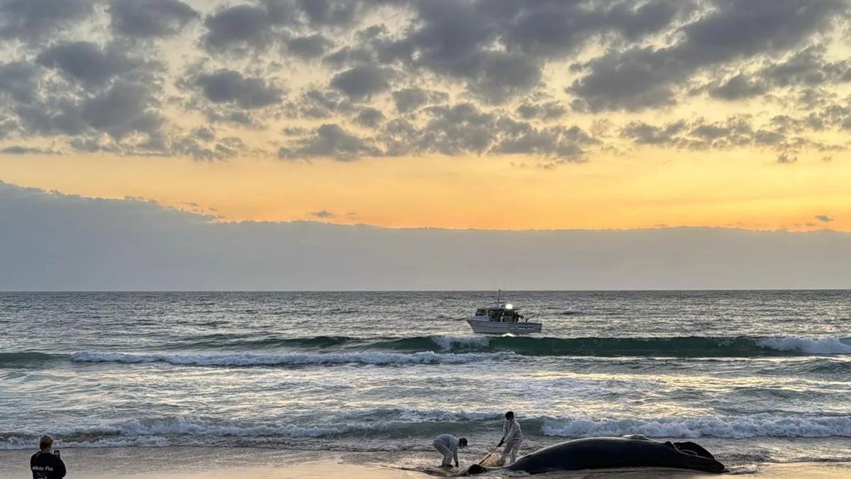 Dead humpback whale washes ashore at popular beach