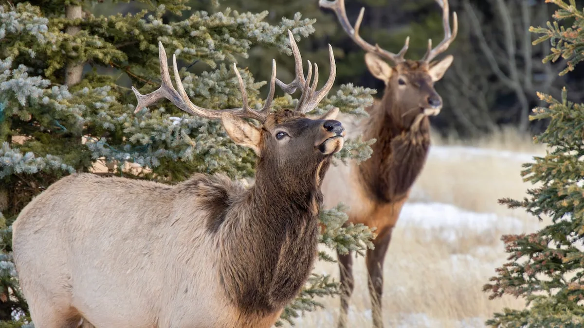 Elk involved in nearly two-thirds of aggressive encounters in national parks, study finds