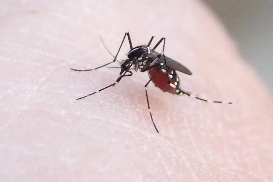 O mosquito-tigre já está em 40 concelhos portugueses