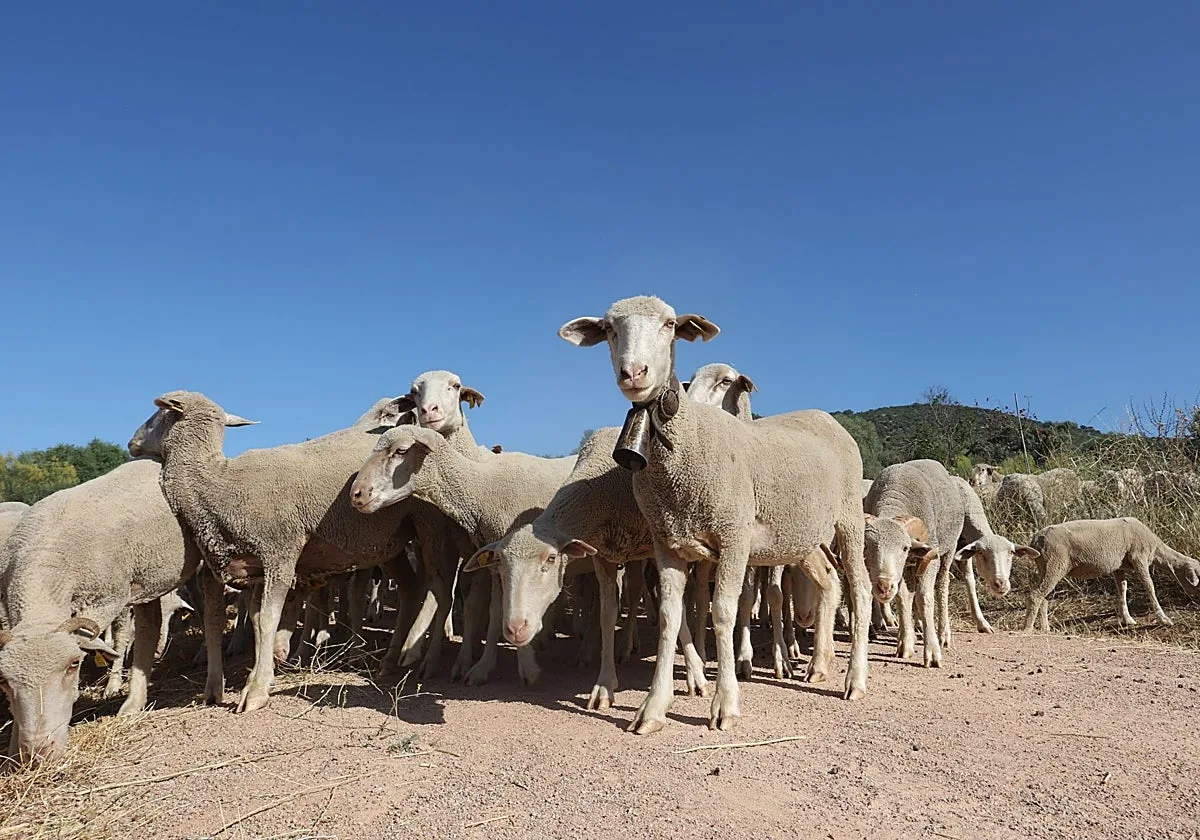 Un estudio de la Universidad de Córdoba analiza los riesgos de las razas de ovino autóctonas ibéricas
