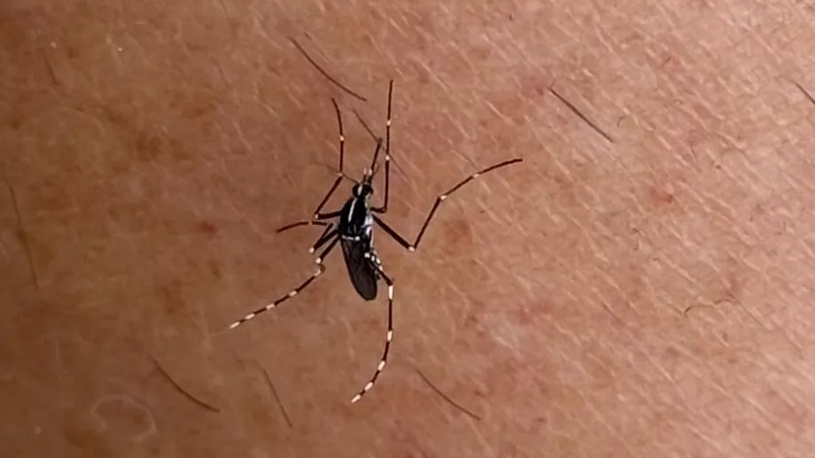 Un cas de chikungunya au lycée Vieljeux de La Rochelle, opération de démoustication dans la nuit de mercredi à jeudi
