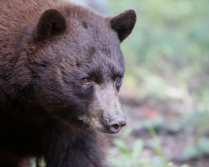 New Mexico man killed in rare fatal bear attack, only second in state in a century