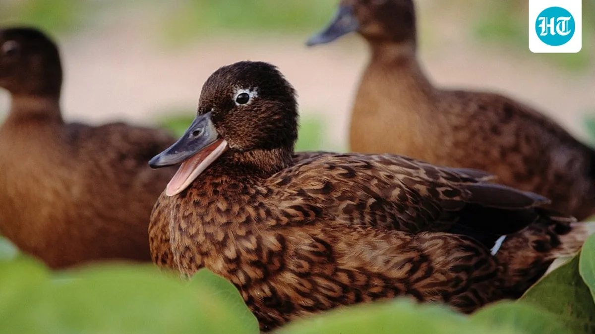 In 1903, rabbits devastated Laysan Island’s habitat, leaving just 7 adult ducks; in 2026, Midway counted a record 1,239 Laysan ducks