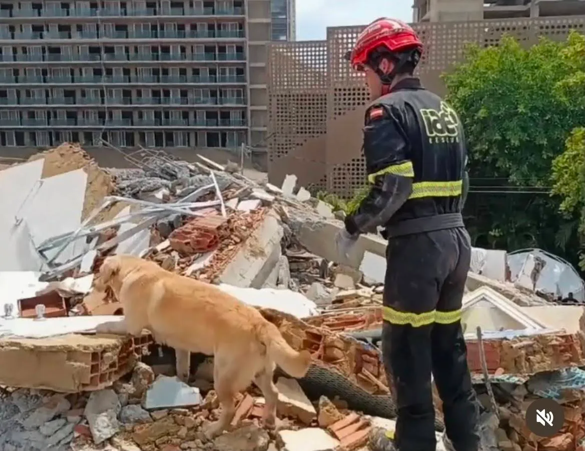 La extraña muerte de Quino, el perro que fue un héroe en Venezuela y desató una ola de solidaridad tras regresar a Valencia con hemorragias