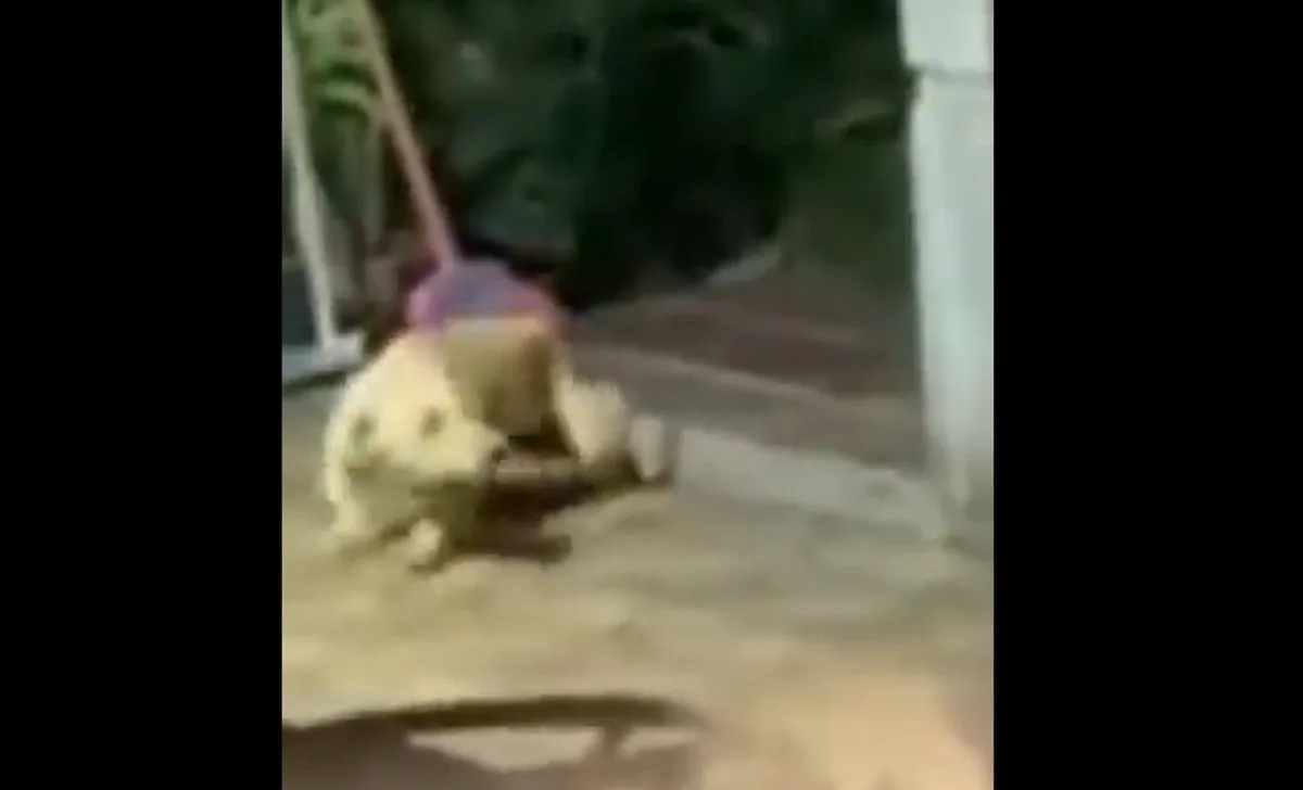 Justiça mantém preso homem por maus-tratos após receber vídeo de agressão com vassouradas e chutes a cachorro em Araruama