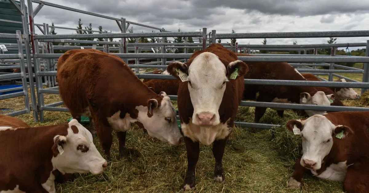 En Fotos | Así se vivió el sábado en la Expo Rural de Viedma-Patagones: campo, música y gastronomía