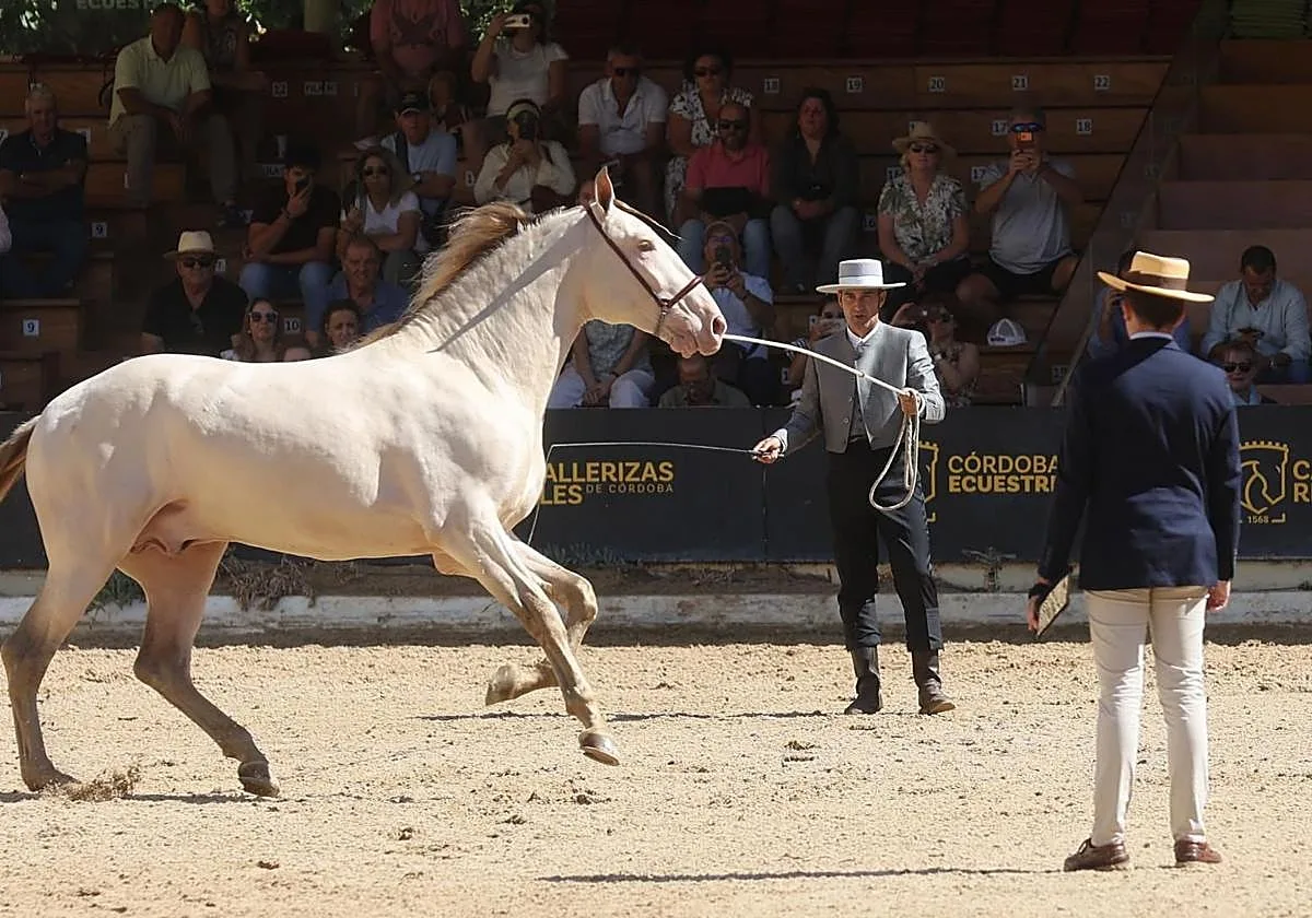 Cabalcor concentra en Córdoba a la élite mundial del caballo PRE con 45 ganaderías y 88 ejemplares