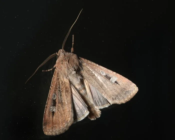 Cloudy with a chance of moths: bogong swarms are bamboozling weather radars across NSW