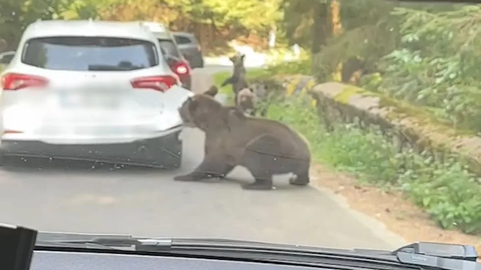 Immer wieder Rumänien - Braunbär zerlegt Auto