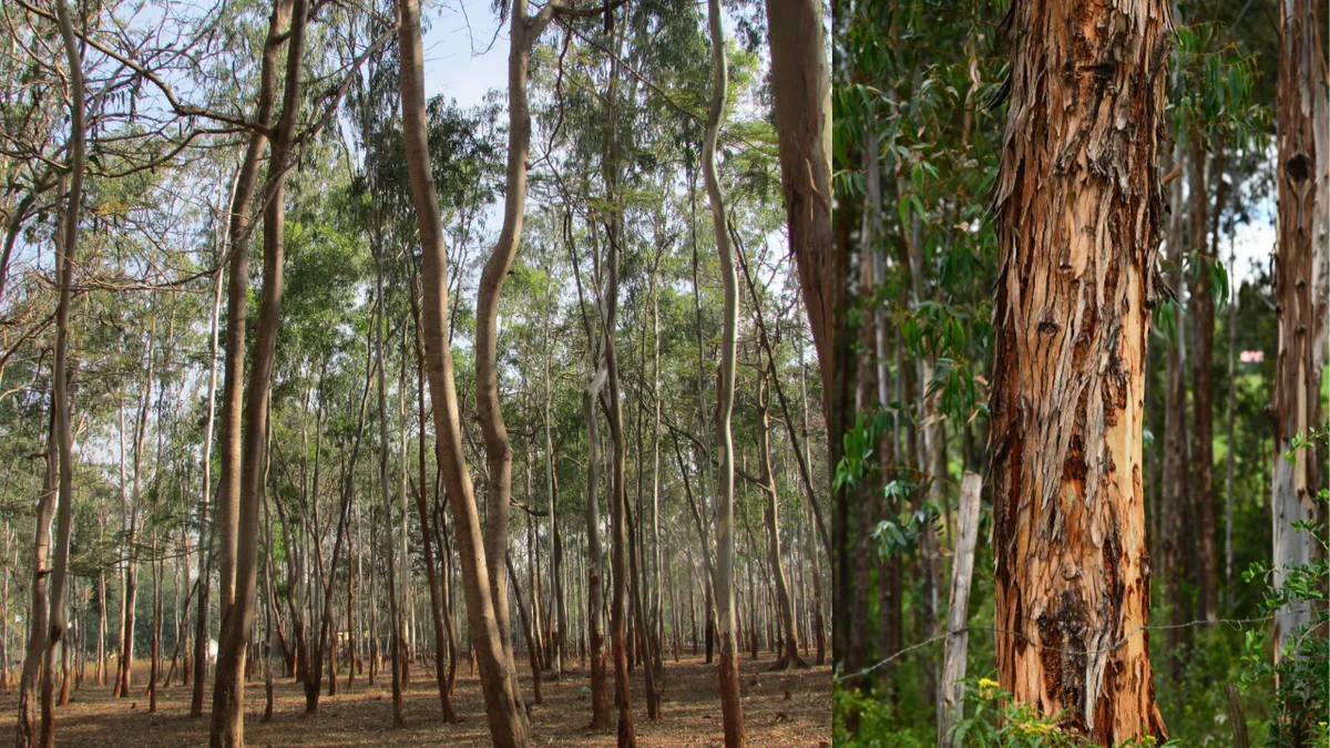 Hawaiʻi’s eucalyptus forests could help build the islands’ future