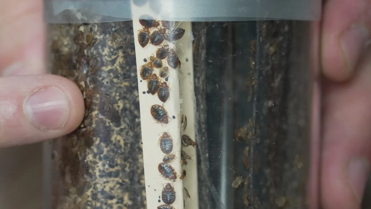 Bedbugs can cause people to lose sleep — and blood. Here's what to do about them
