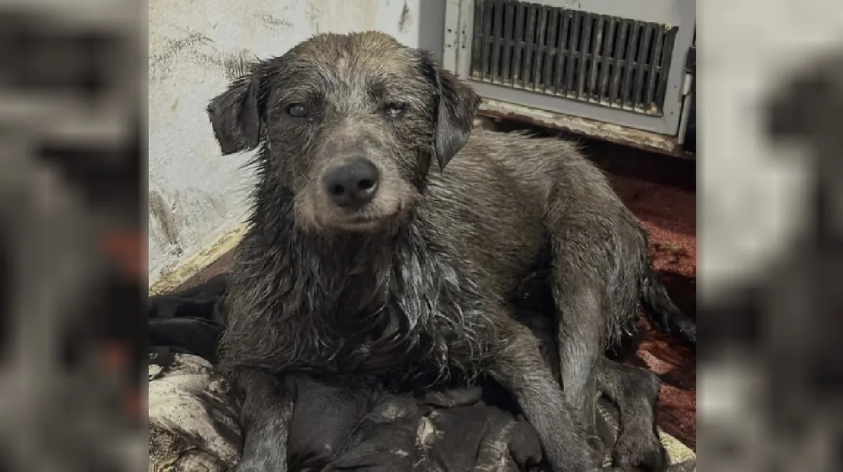 El drama de Nico, el perro que apareció cubierto de petróleo y destapó un grave problema ambiental en Comodoro Rivadavia