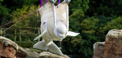 Kanada: Wie bekommt man einen Beluga-Wal ins Flugzeug, Herr Gojceta?