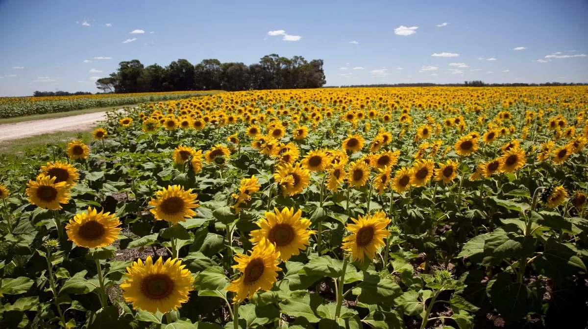 “Hay muy buenos márgenes”: Cuáles son los aspectos clave para aprovechar el girasol 2026/27