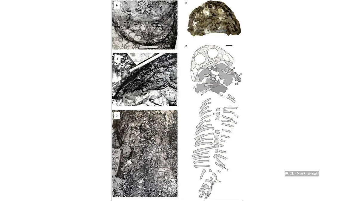 Giant fossil left in Arctic in 1948 later revealed a record-size predator