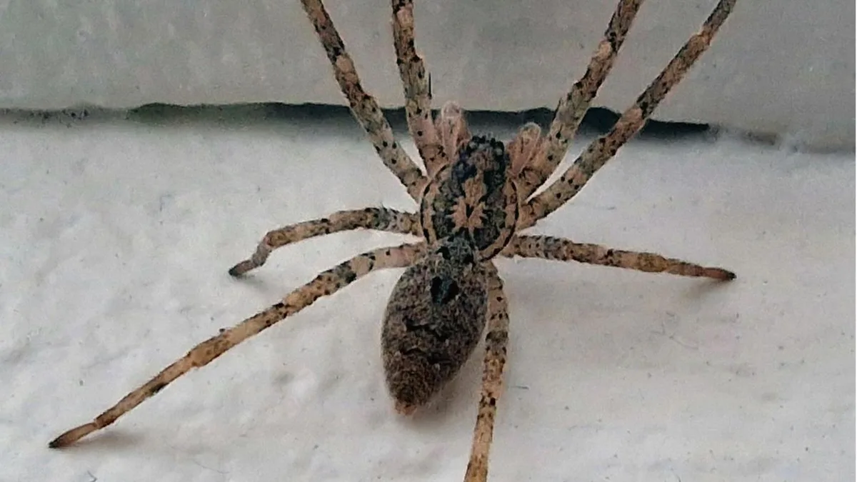 Kurz & Knapp: Die Nosferatu-Spinne kam aus dem Süden. So gefährlich können invasive Spinnenarten werden