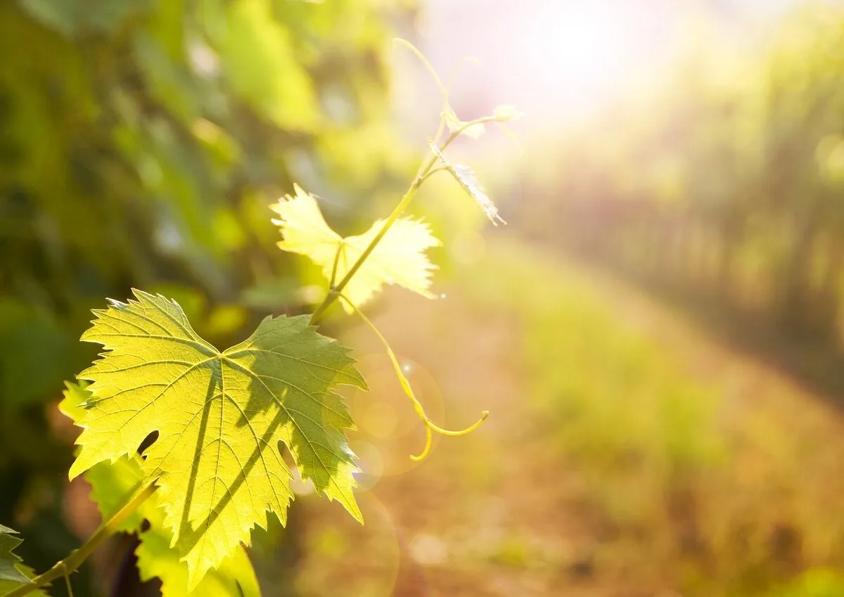 Beneficios de la hoja de uvas o parra