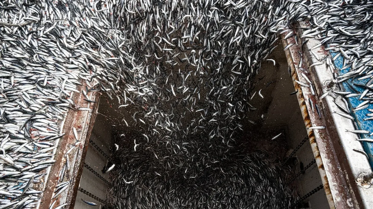 What is your seafood eating? Investigation traces problems in global feed supply